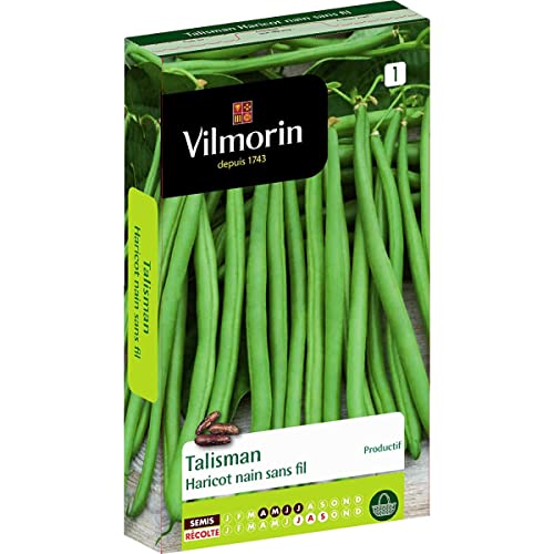 Semer le Haricot vert sans fil TALISMAN Vilmorin : graines potagères naines