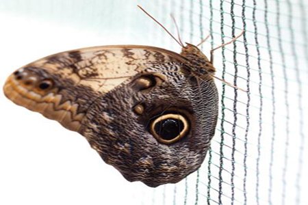 Nutley's 5 x 2 m Butterfly Netting