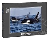 fotopuzzle.de: Puzzle 1000 Teile „Schwertwal - Orcinus Orca“