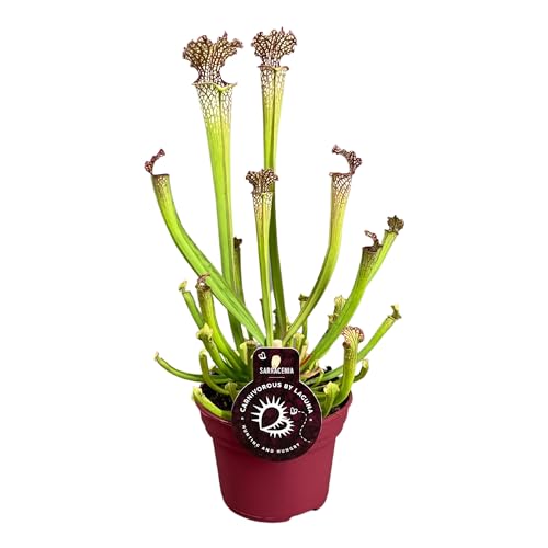 Sarracenia Planta Carnívora Natural Perfecta para el Control de Mosquitos