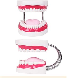 TDOUBEAUTY Six Times Magnification Full Mouth Model Tooth Teaching Model Dental The High-Grade Presentation