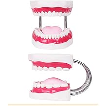Six Times Magnification Full Mouth Model Tooth Teaching Model Dental the High-Grade Presentation