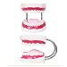 TDOUBEAUTY Six Times Magnification Full Mouth Model Tooth Teaching Model Dental The High-Grade Presentation