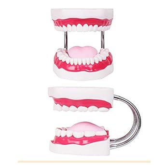 TDOUBEAUTY Six Times Magnification Full Mouth Model Tooth Teaching Model Dental The High-Grade Presentation