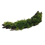 Musgo de Java - VESICULARIA DUBYANA en madera - tamaño 10 cm