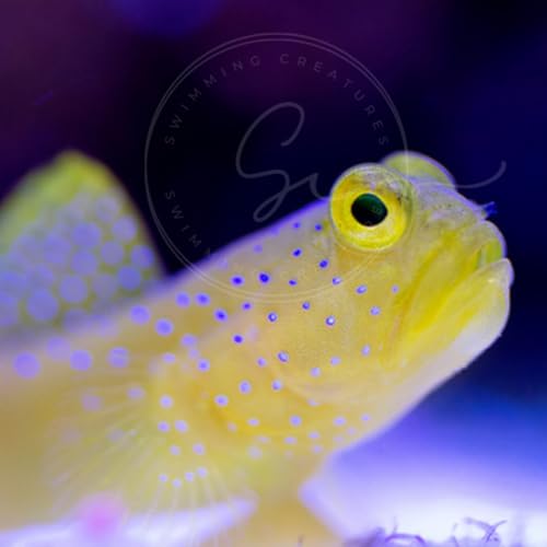 Swimming Creatures True Yellow Watchman Goby