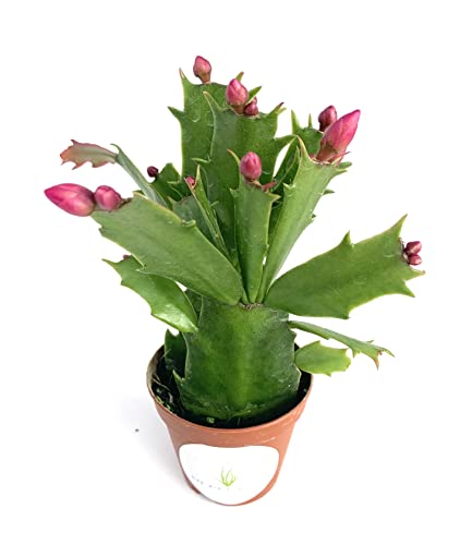 Pink Flower Christmas Cactus Schlumbergera #TOP2
