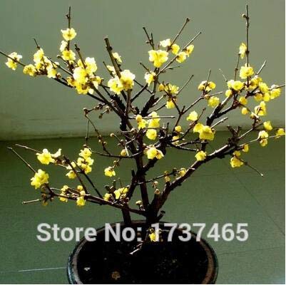 Real 20pcs/lot Chimonanthus praecox,Wintersweet Potted Plants Home Garden