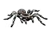Bullyland 68457 - Spielfigur, Weißknie Vogelspinne, ca. 2,2 x 8,5 cm, ideal als Torten-Figur, detailgetreu, PVC-frei, tolles Geschenk für Kinder zum fantasievollen Spielen