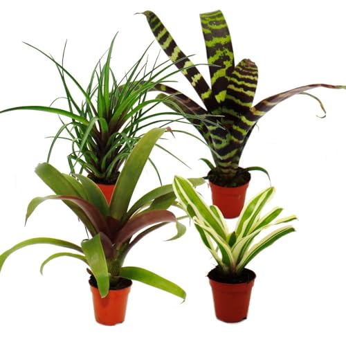 Lot de 4 mini broméliacées Nature's Touch en pot de 5,5 cm pour déco - 3