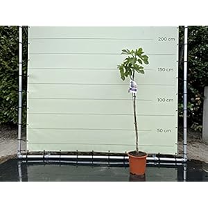 Vijgenboom – Ficus Carica 175cm, zoete groene vijg