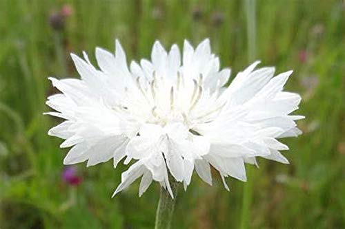 Tall White Bachelor Button Flower Seeds, 25 Count "Cool Beans N Sprouts" Brand. Home Gardening. #TOP1