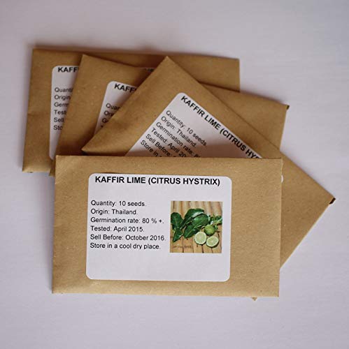 20 Semi: Thai Kaffir Lime (Citrus Hystrix) 10 Semi - Grow della Calce del Kaffir! Venditore:Seeds