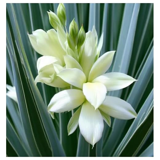 Soapweed Yucca (Yucca glauca) 13 Yucca glauca (Soapweed Yucca, Soapweed, Great Plains Yucca) Plant Seeds, Fragrant Creamy-White Flowers, Seeds by MySeeds.Co, You Choose The Amount (0.5 oz)
