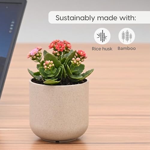 Image of Eha Earth-Friendly Terrapod Planters for Home Decor | 3.5 Inch, Pack of 6 | Small Plant Pot Made with Rice Husk Biocomposite | Flower Pot for Living Room | Sand Castle