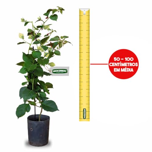 Muda de Primavera Bougainvillea Branca + Manual de Plantio