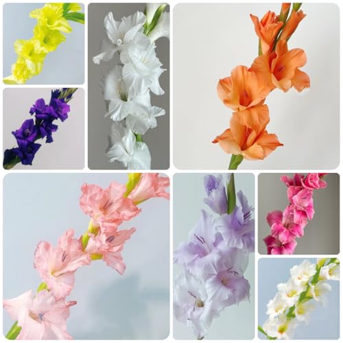 8bulbi I di gladiolo sono perenni resistenti esotiche, gladiolo Le da giardino sono perenni resistenti di aconiti invernali
