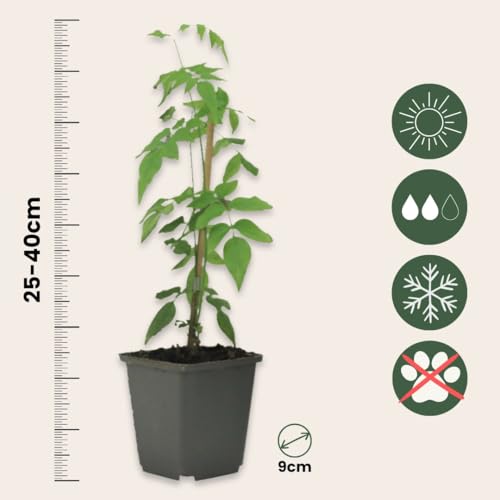 Plant in a Box - Jasminoides 'Officinale' - Set de 3 - Jasmin plante etoile grimpant - Fleurs blanc - Pot 9cm - Hauteur 25-40cm – vue 4
