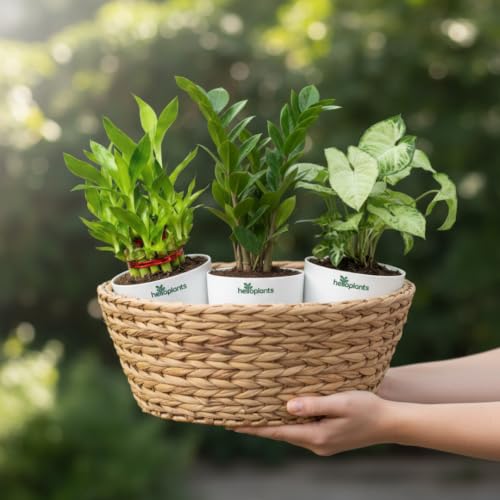 Image of ZZ Green, Lucky Bamboo & Syngonium Green Live Indoor 3-Plant Combo in 4-Inch Self-Watering Matte White Pots | Low-Maintenance, Air-Purifying Houseplants for Home, Office & Desk Decor