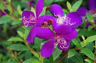 Begum Bahar Flower Plant Very Beautiful Original Variety Healthy and Hybrid Plant Pack of 1