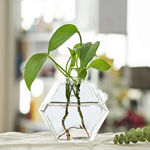 Blogblog Glass Wall Planters 6Pcsterrarium Hanging Air Plant Holders Containers For Hydroponics Plants, Succulents, Herbs, Flowers (Hexagon) #TOP3