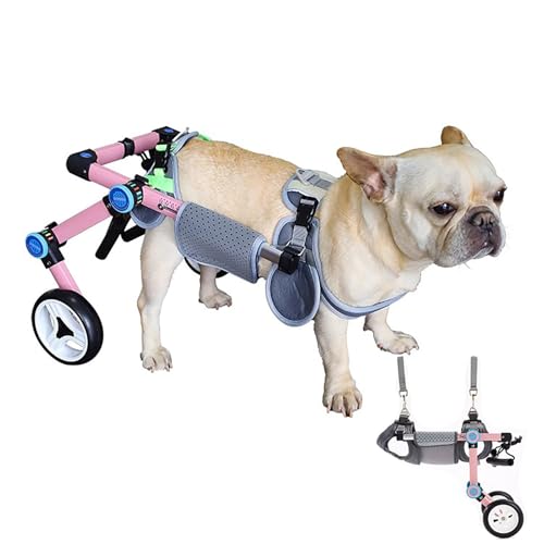 Chien blessé par l'arthrite ? Fauteuil roulant pliable pour sa rééducation