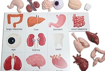 Curious Minds Busy Bags Montessori Human Organ Match - Miniature Body Parts with Cards to Match - Early Childhood Biology Learning Toy