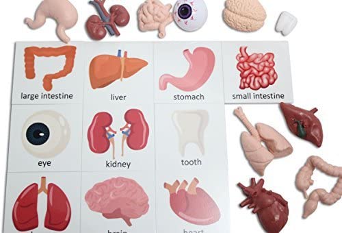 Curious Minds Busy Bags Montessori Human Organ Match - Miniature Body Parts with Cards to Match - Early Childhood Biology Learning Toy - Thumbnail 2