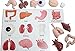 Curious Minds Busy Bags Montessori Human Organ Match - Miniature Body Parts with Cards to Match - Early Childhood Biology Learning Toy