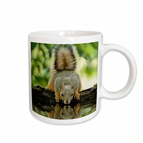 3dRose Eastern Fox Squirrel, adult drinking, Hill Country, Texas 11oz Mug