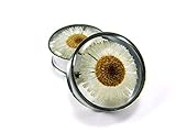 Embedded Real Daisy Flower Plugs - Sold As a Pair