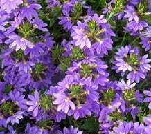 Excellent Garden Bedding and Basket Flowers, Scaevola Bombay Purple Blue Starter Plant
