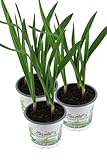 3er Set Knoblauch Pflanze, Echter Knoblauch, Marktfrische Qualität 12 cm Topf (Allium sativum)