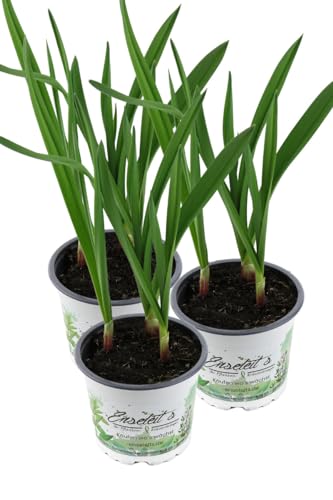 3er Set Knoblauch Pflanze, Echter Knoblauch, Marktfrische Qualität 12 cm Topf (Allium sativum)