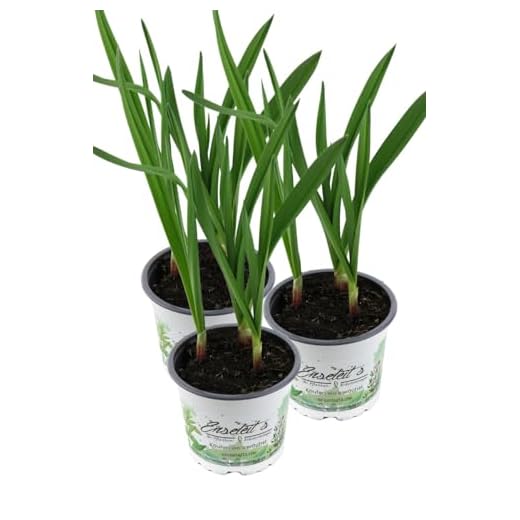 3er Set Knoblauch Pflanze, Echter Knoblauch, Marktfrische Qualität 12 cm Topf (Allium sativum)