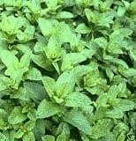 Peppermint Great Garden Herb by Seed Kingdom Bulk 4,000 Seeds