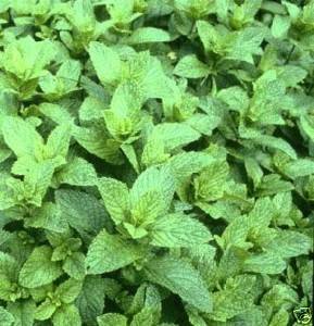 Peppermint Great Garden Herb By Seed Kingdom Bulk 4,000 Seeds #TOP13