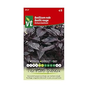 Rode basilicum – kruidenzaad