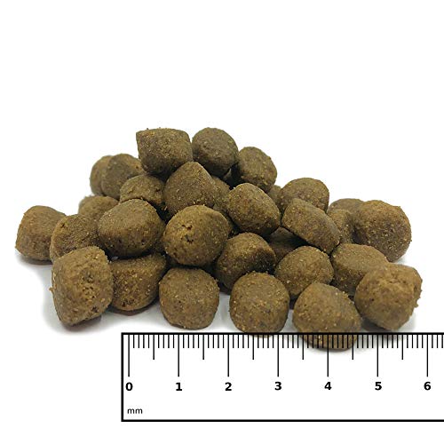 ICEPAW I High Premium I Trockenfutter Lamm und Reis 14 kg I Für futtersensible Hunde…