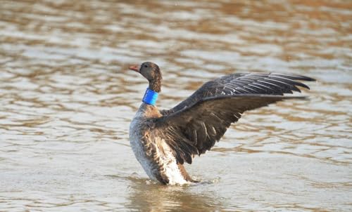 Birds Neck-Mounted Telemetry Tracker