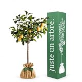 Juste un arbre - Prunier Reine Claude Dorée - Prunus domestica - Arbre Fruitier à Prunes Dorées Sucrées et Juteuses - Prunier Rustique pour Jardin - Cadeau Vivant
