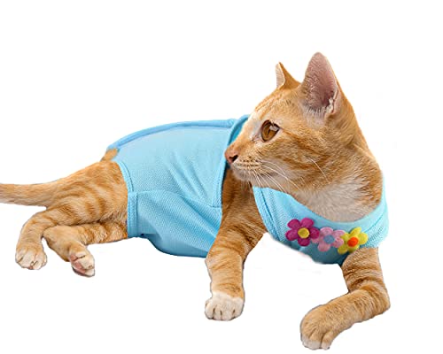 Hopeys katzenfutter test
