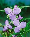 tradescantia pallida giftig für katzen Zartblaue Blüten, die Bienen und Schmetterlinge anziehen.