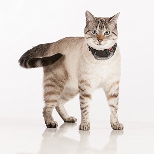 Marco Polo Advanced Pet Monitoring, Tracking and Locating System (for Dogs and Cats 5 lb and Larger) - Image 4
