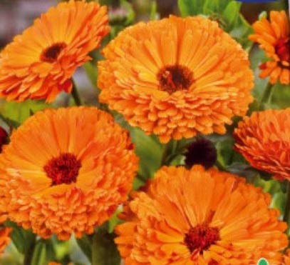 Pcs - 170x Souci Ball's Orange Calendula Semences Jardin Plantes - Graines K161 - Seeds & Plants Shop by Ipsa