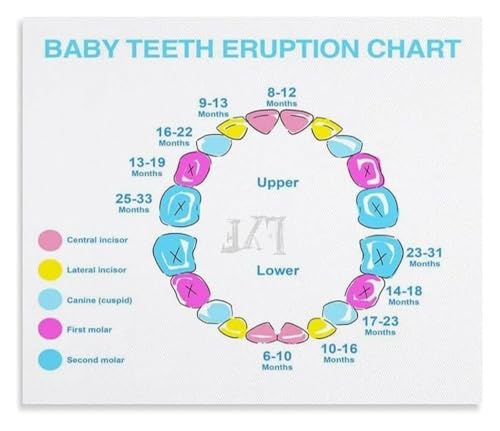 Infant Tooth Emergence Calendar Poster Parenting Aid Nursery Decoration