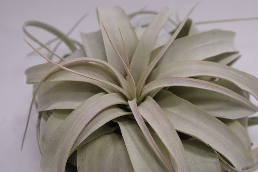 exserta × xerographica〔エアプランツ〕T5172 Amazon｜ティランジア キセログラフィカ Mサイズ Tillandsia
