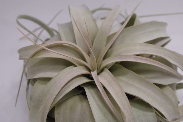 Amazon｜ティランジア キセログラフィカ Mサイズ Tillandsia