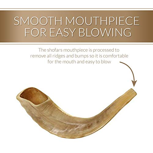 Kosher Odorless Polished Shofar | Genuine Natural Rams Horn | Smooth Mouthpiece For Easy Blowing | Includes Velvet Like Drawstring Bag And Shofar Blowing Guide (10”-12”) #TOP4