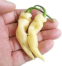 10 Murupi Amarela Pepper Seeds,OP, A very rare variety from the northern regions of Brazil.